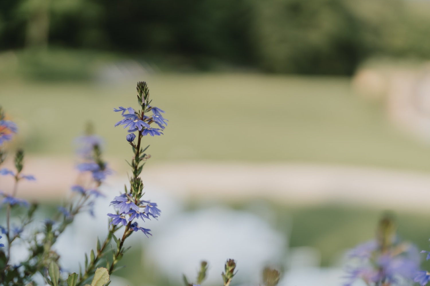 Fiori di campo nel giardino