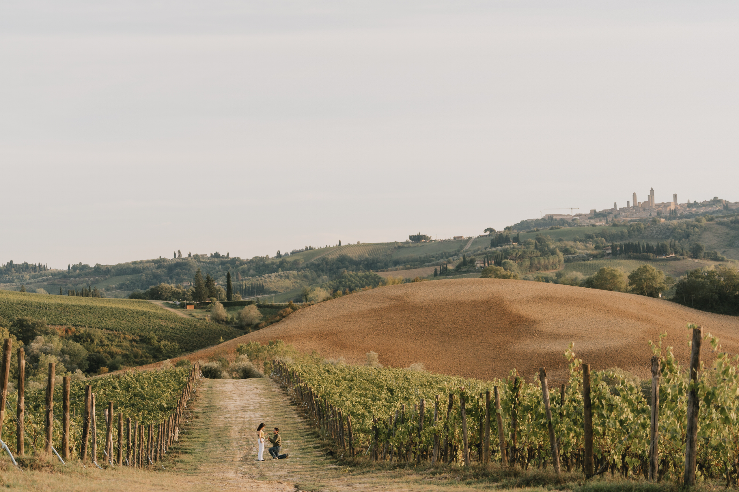Wide view of a vineyard proposal with the towers of San Gimignano on the hill
