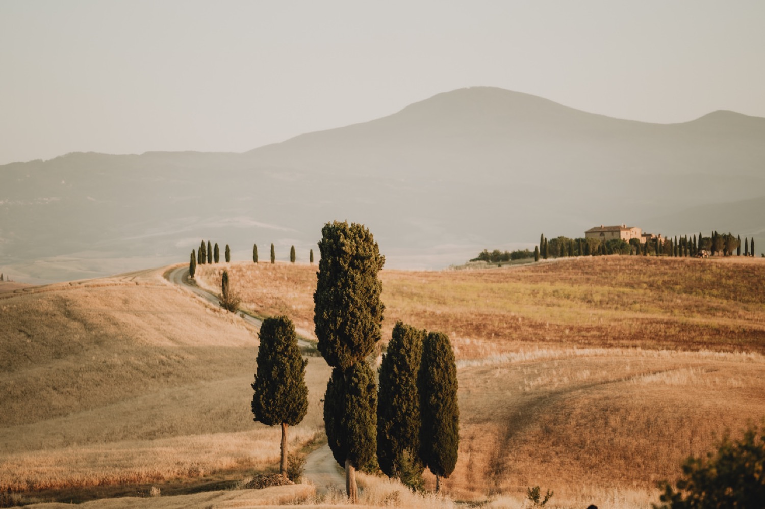 Cypress grove on a hill of the Val d'Orcia