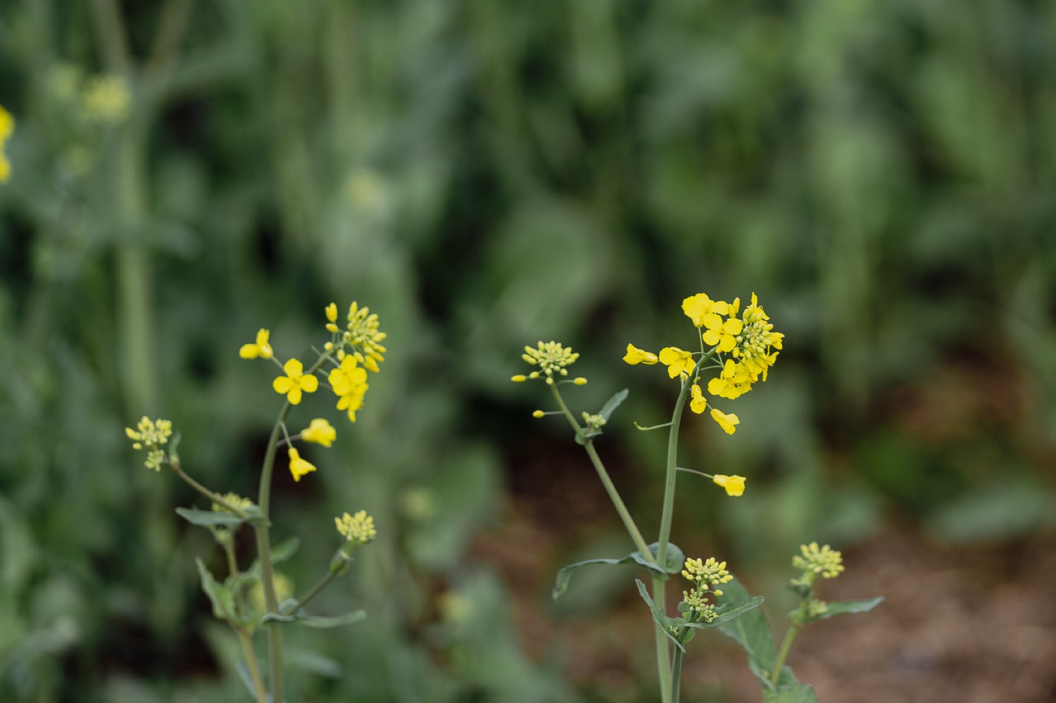 Yellow field flowers up close