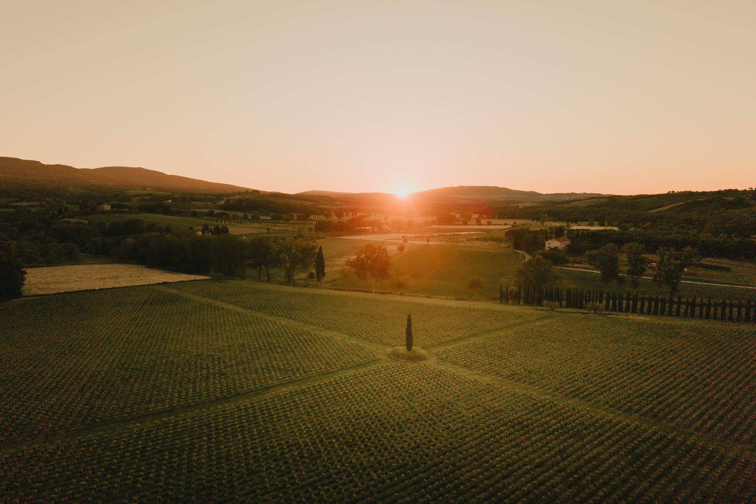 Aerial view of the vineyards at sunset, the Valdichiana hills on the horizon